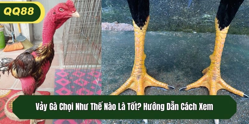 Vảy Gà Chọi Như Thế Nào Là Tốt? Hướng Dẫn Cách Xem